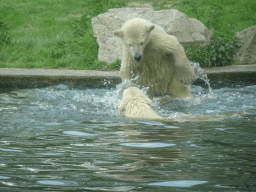 Young Polar Bears at the Dierenrijk zoo