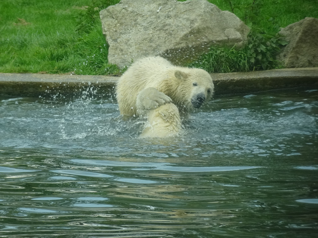 Young Polar Bears at the Dierenrijk zoo