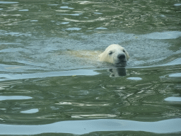 Young Polar Bear at the Dierenrijk zoo