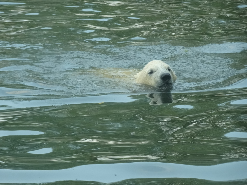 Young Polar Bear at the Dierenrijk zoo