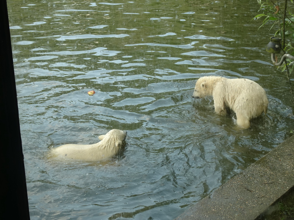 Young Polar Bears at the Dierenrijk zoo