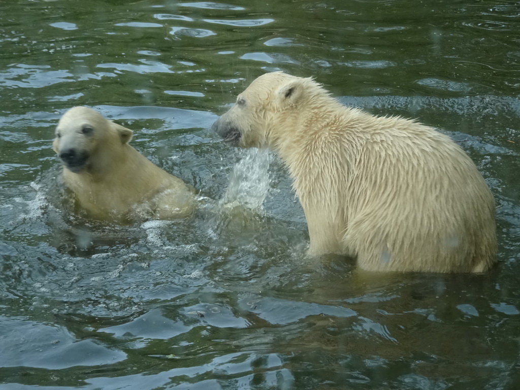 Young Polar Bears at the Dierenrijk zoo