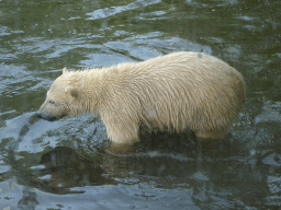 Young Polar Bear at the Dierenrijk zoo