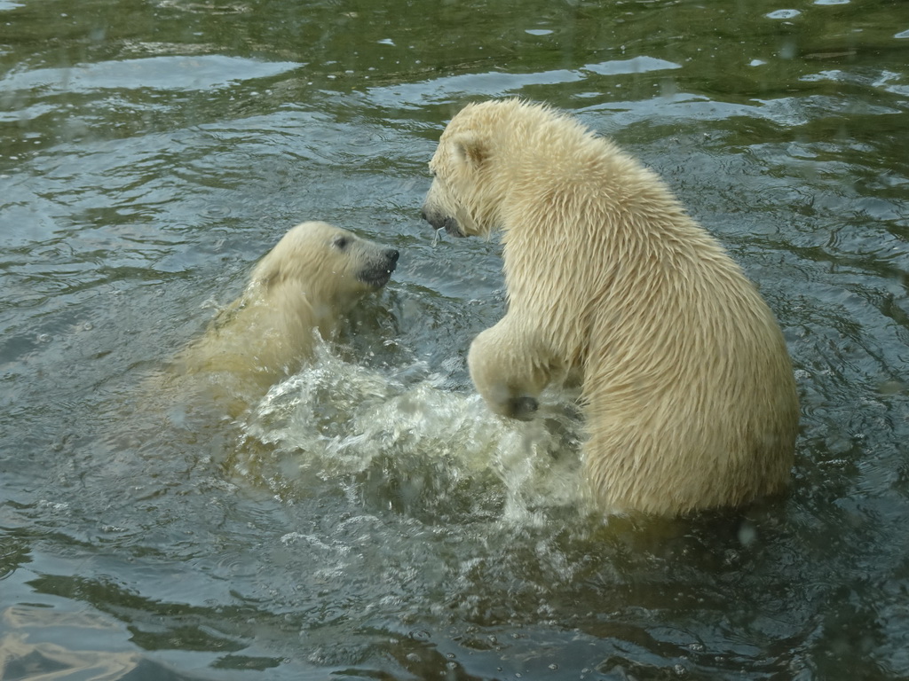 Young Polar Bears at the Dierenrijk zoo