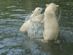 Young Polar Bears at the Dierenrijk zoo