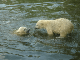 Young Polar Bears at the Dierenrijk zoo