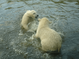 Young Polar Bears at the Dierenrijk zoo