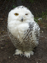 Snowy Owl at the Dierenrijk zoo