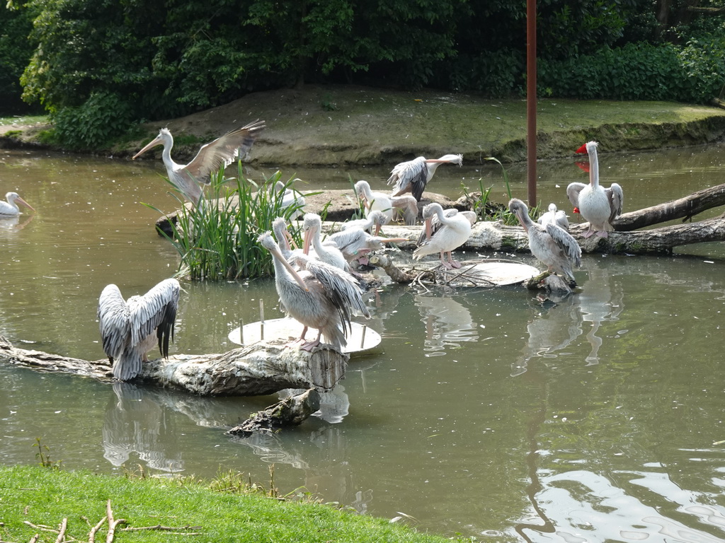 Pink-backed Pelicans at the Dierenrijk zoo