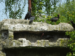 Northern Bald Ibises at the Dierenrijk zoo