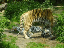 Siberian Tigers at the Dierenrijk zoo