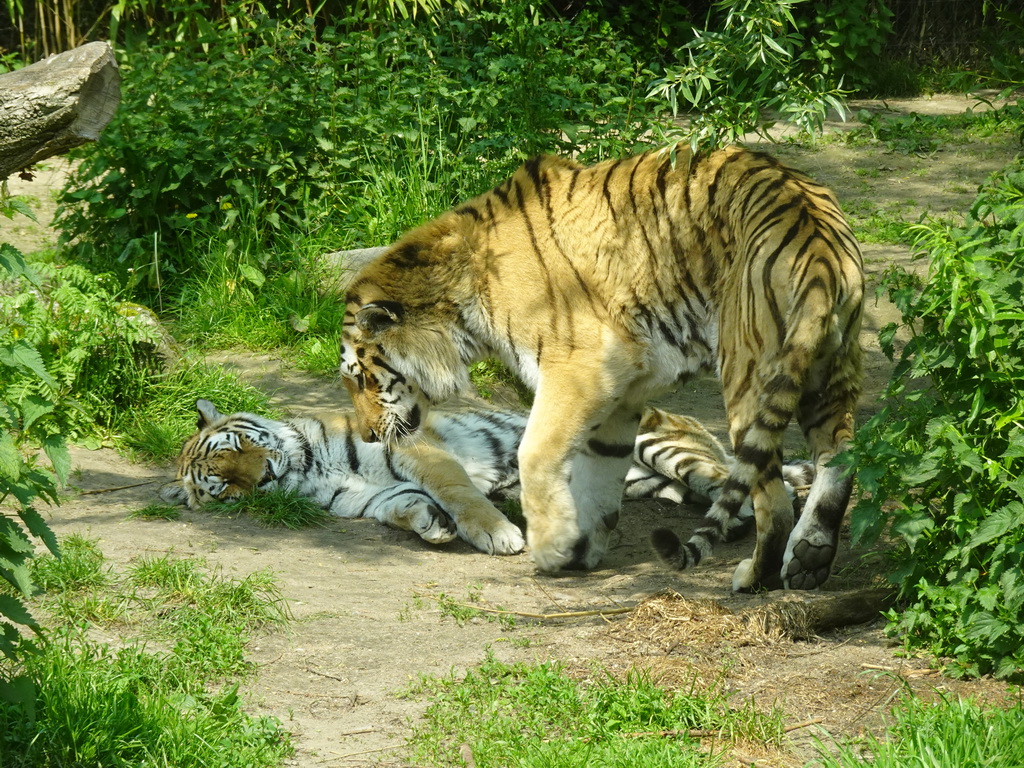 Siberian Tigers at the Dierenrijk zoo