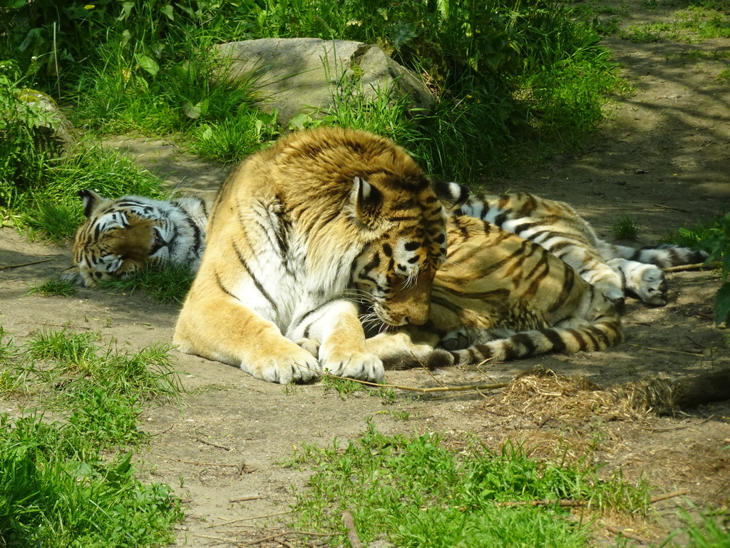 Siberian Tigers at the Dierenrijk zoo