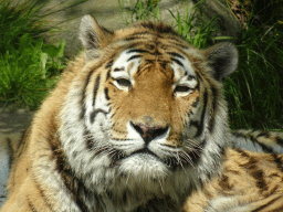 Siberian Tiger at the Dierenrijk zoo