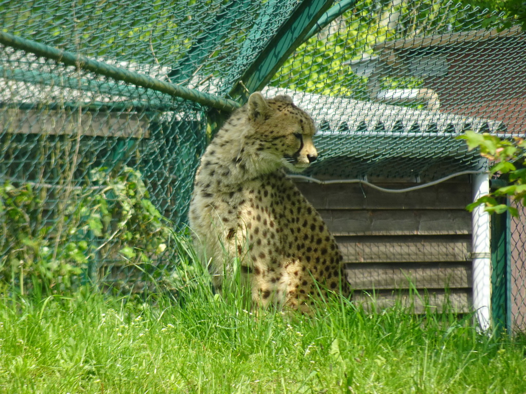 Cheetah at the Dierenrijk zoo