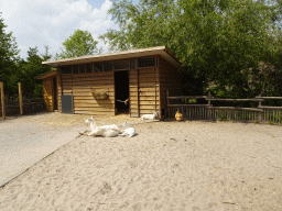 Dutch White Goats and Orpington Chicken at the Dierenrijk zoo