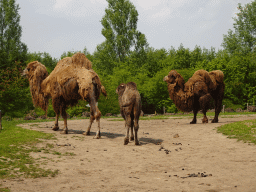 Camels at the Dierenrijk zoo