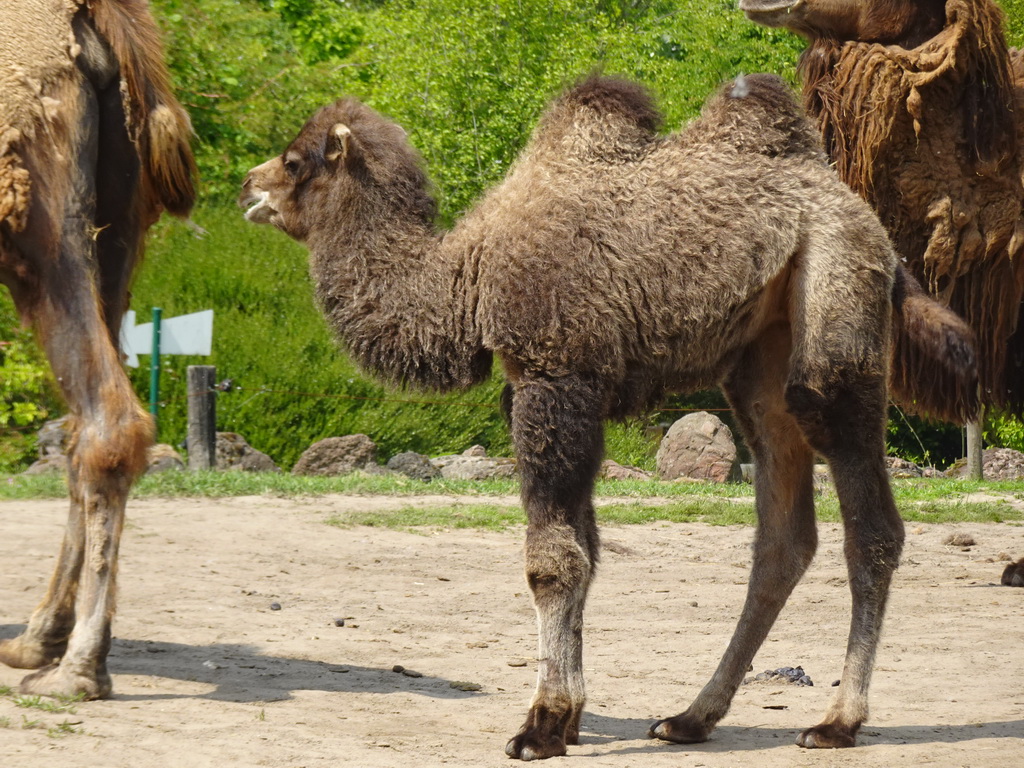 Young Camel at the Dierenrijk zoo