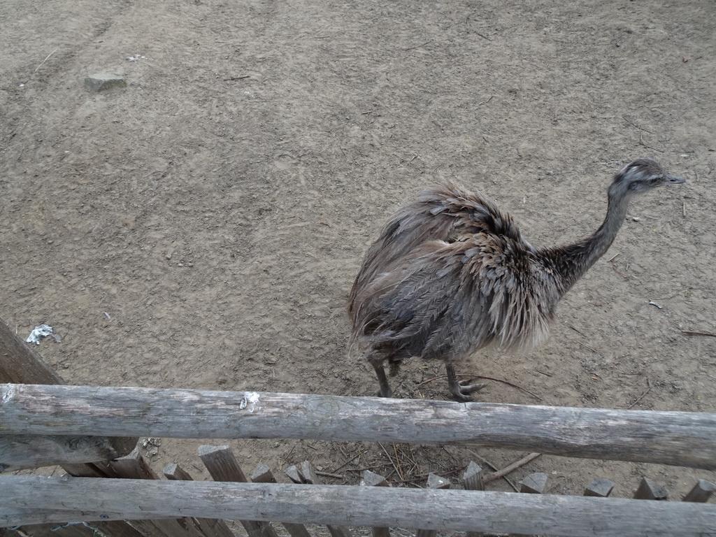 Greater Rhea at the Dierenrijk zoo