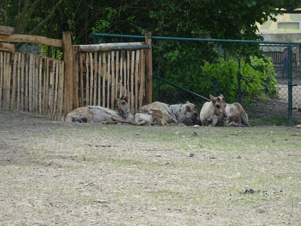 Cattle at the Dierenrijk zoo