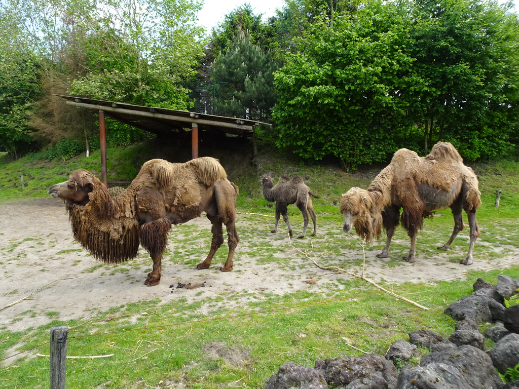 Camels at the Dierenrijk zoo