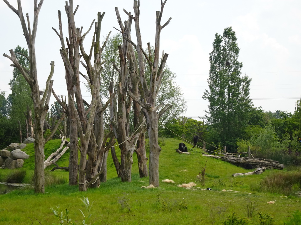 Chimpanzees at the Dierenrijk zoo