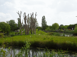 Chimpanzees at the Dierenrijk zoo