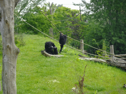 Chimpanzees at the Dierenrijk zoo