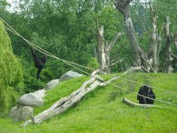 Chimpanzees at the Dierenrijk zoo