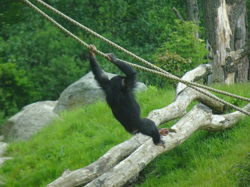 Young Chimpanzee at the Dierenrijk zoo