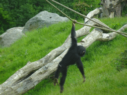 Young Chimpanzee at the Dierenrijk zoo
