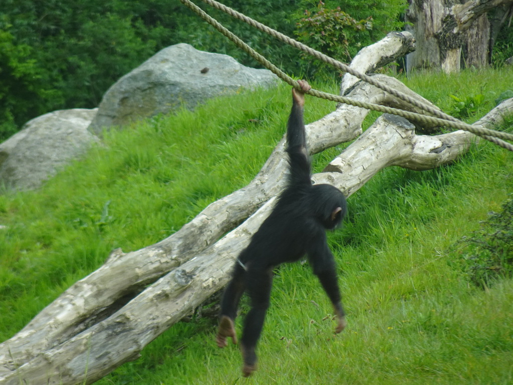 Young Chimpanzee at the Dierenrijk zoo