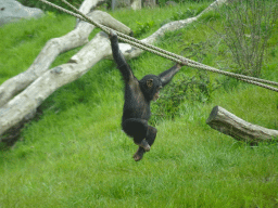 Young Chimpanzee at the Dierenrijk zoo