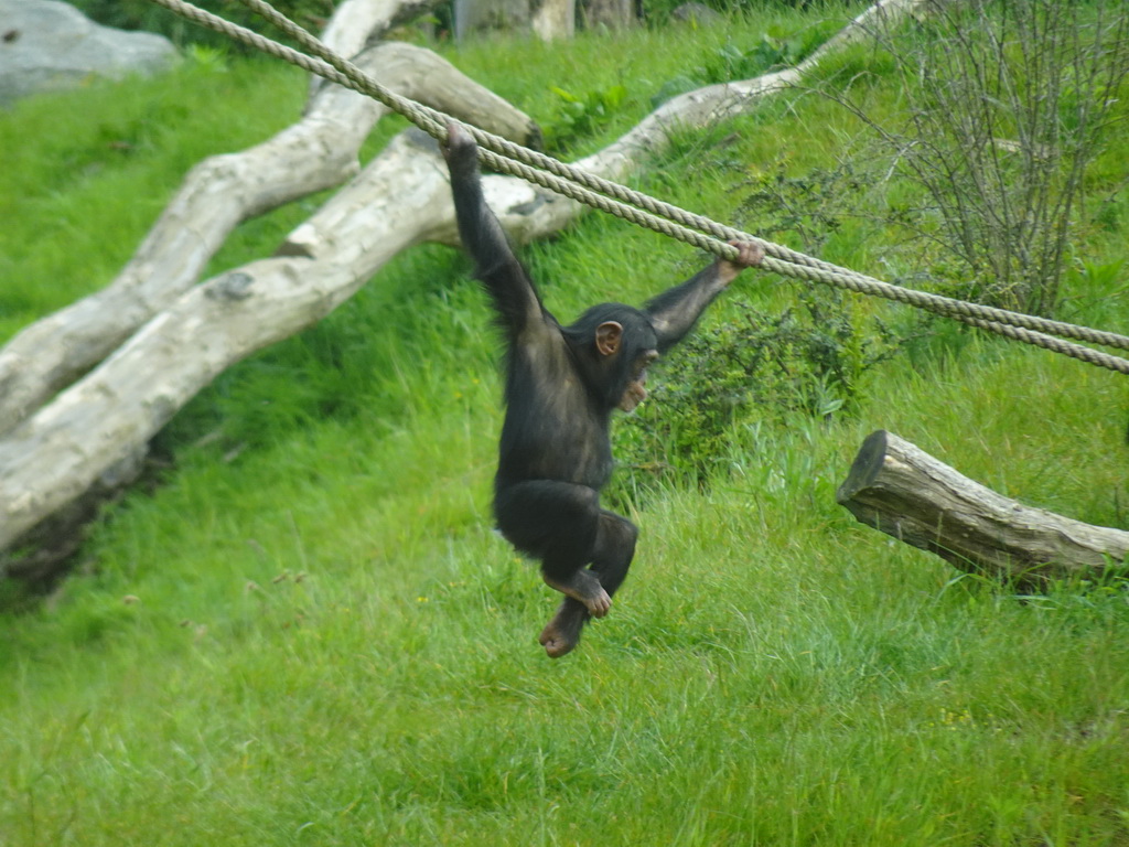 Young Chimpanzee at the Dierenrijk zoo