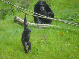 Chimpanzees at the Dierenrijk zoo