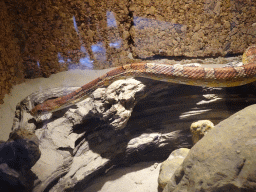 Snake at the Indoor Apenkooien hall at the Dierenrijk zoo