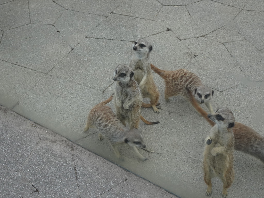 Meerkats in front of the Dierenrijk zoo