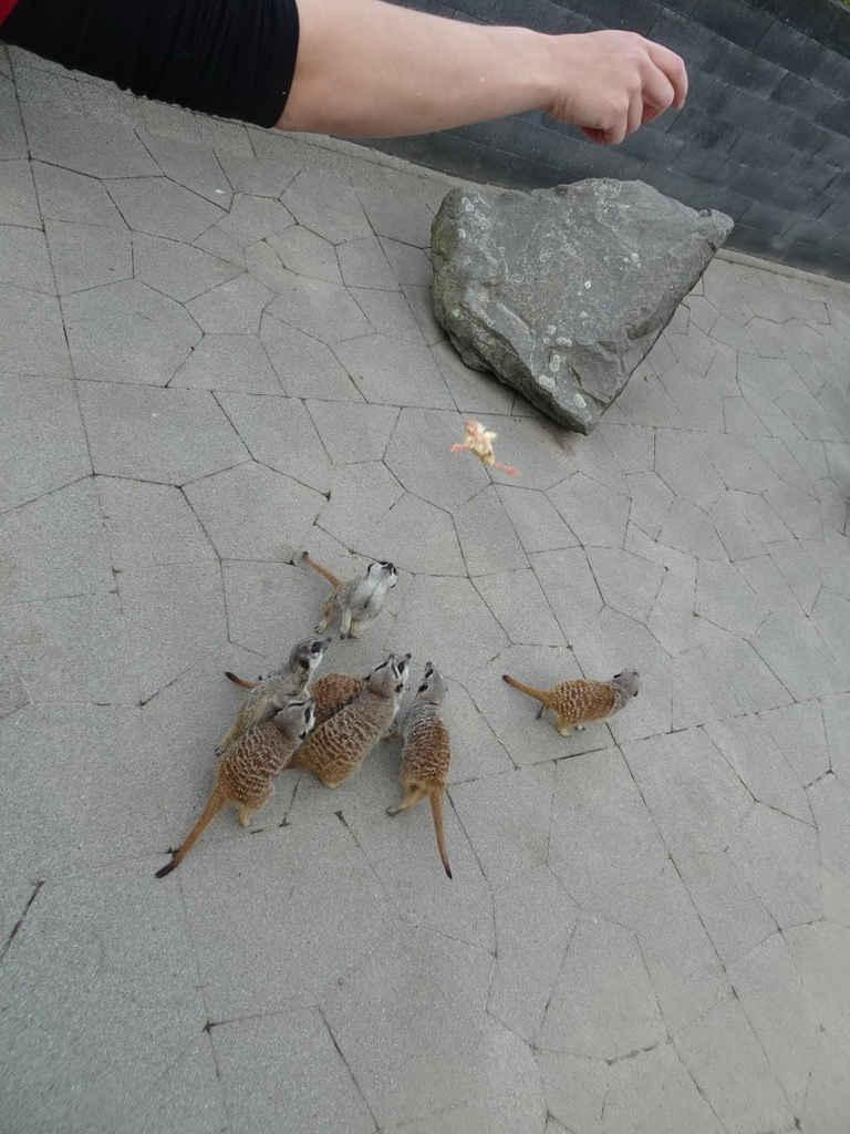 Meerkats being fed in front of the Dierenrijk zoo