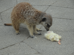 Meerkat being fed in front of the Dierenrijk zoo