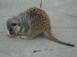 Meerkat being fed in front of the Dierenrijk zoo