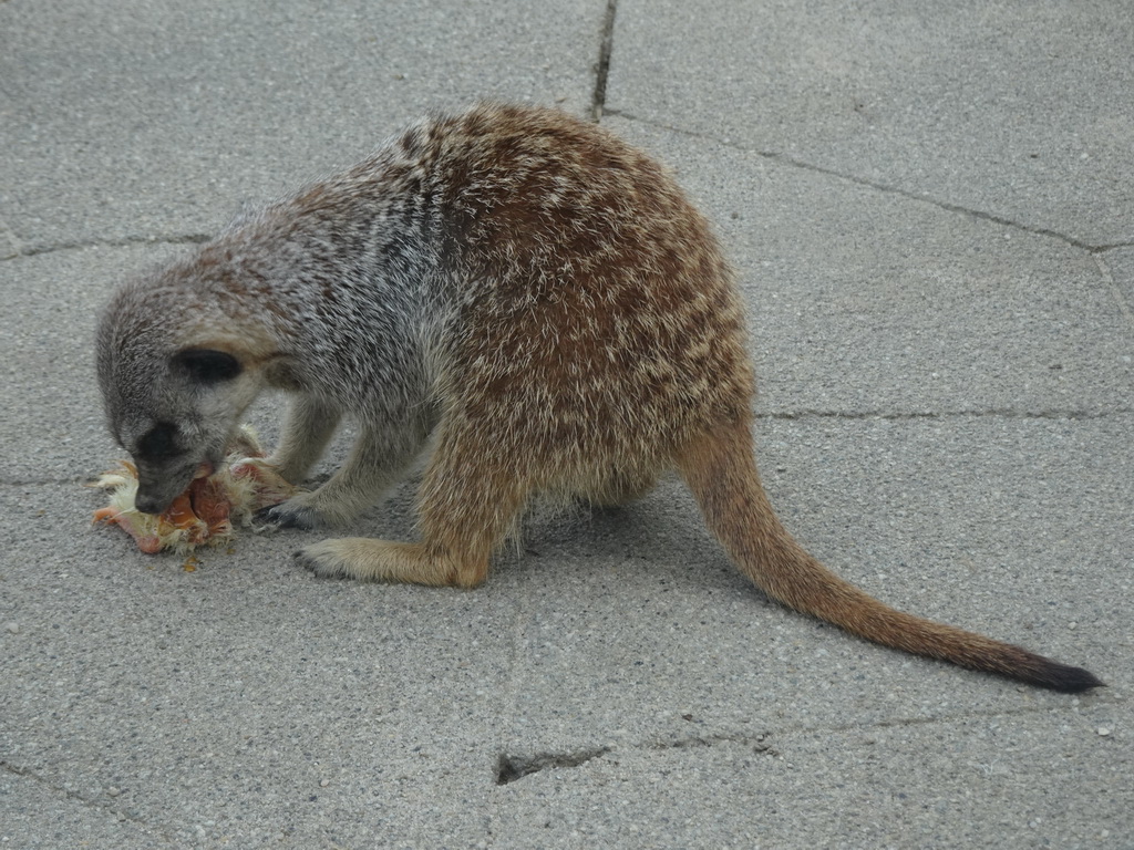 Meerkat being fed in front of the Dierenrijk zoo