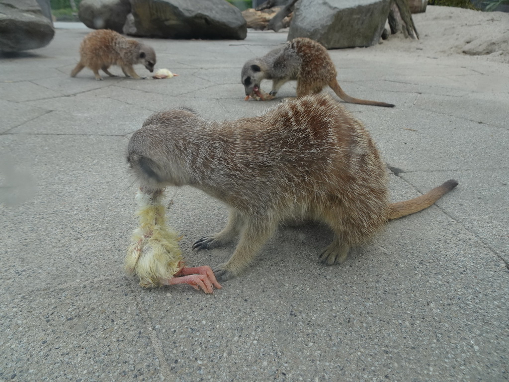 Meerkats being fed in front of the Dierenrijk zoo