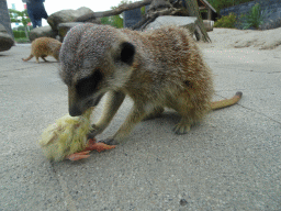 Meerkats being fed in front of the Dierenrijk zoo