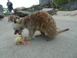 Meerkats being fed in front of the Dierenrijk zoo