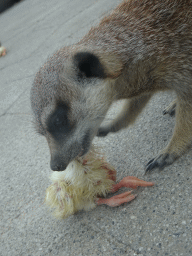 Meerkat being fed in front of the Dierenrijk zoo