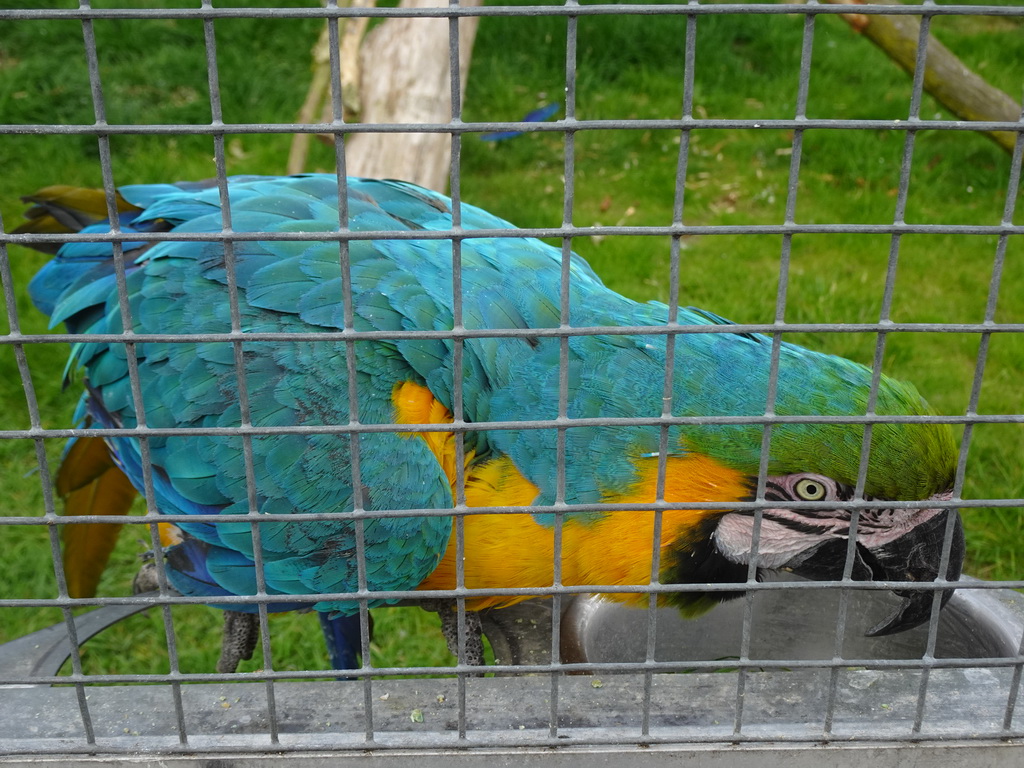 Blue-and-yellow Macaw in front of the Dierenrijk zoo