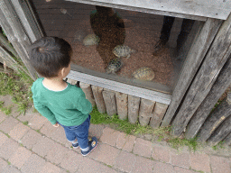 Max with Hermann`s Tortoises at the Dierenrijk zoo
