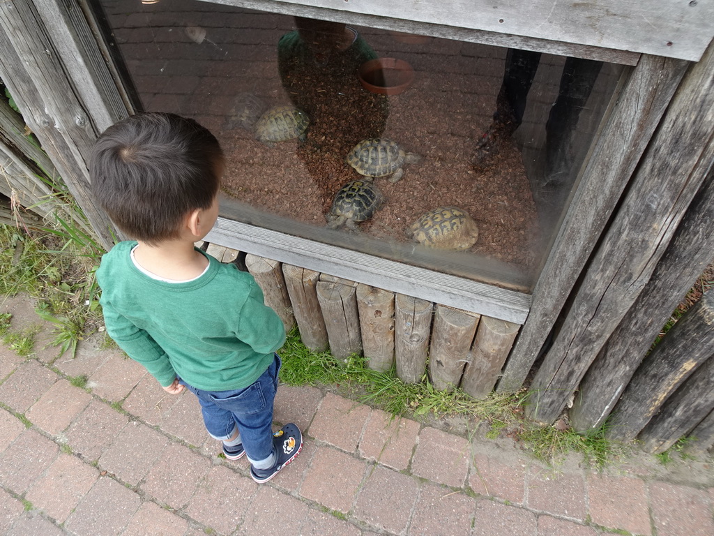 Max with Hermann`s Tortoises at the Dierenrijk zoo