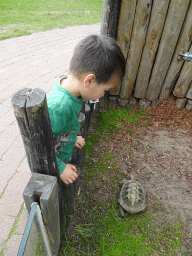 Max with a Hermann`s Tortoise at the Dierenrijk zoo