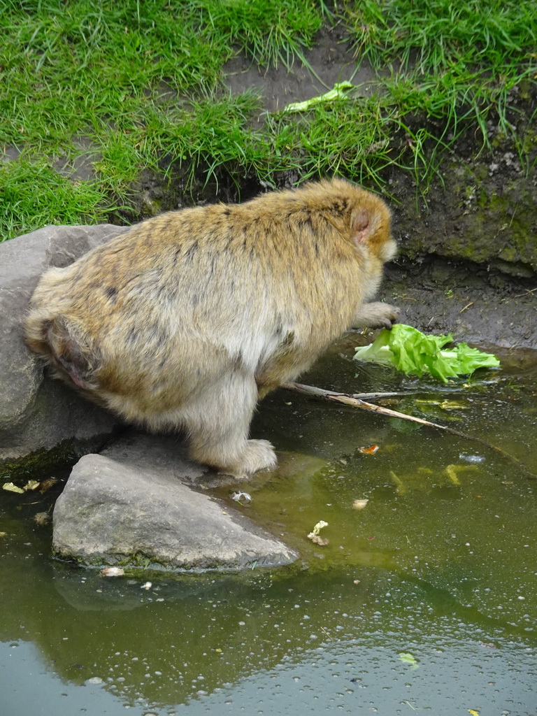 Barbary Macaque at the Dierenrijk zoo